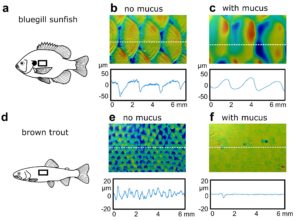 fish skin surface analyzed with Mountains software